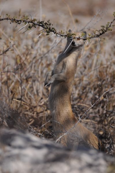 Mangouste fauve Yellow mongoose Cynictis penicillata